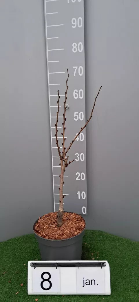 Cercis chinensis 'Avondale'