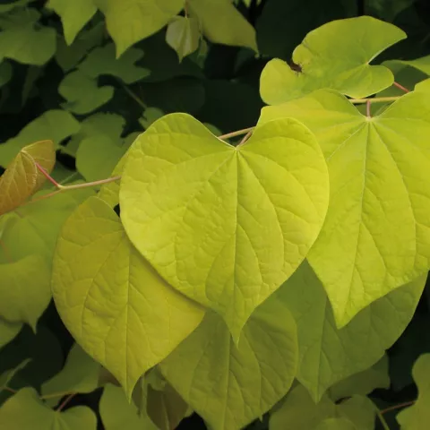 Cercis canadensis 'Hearts of Gold'