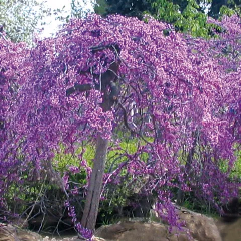 Cercis can. LAVANDER TWIST 'Covey' ®