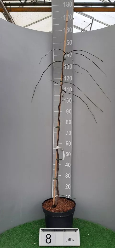 Cercis can. LAVANDER TWIST 'Covey' ®