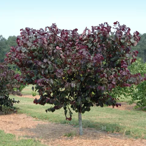 Cercis canadensis 'Merlot' ®