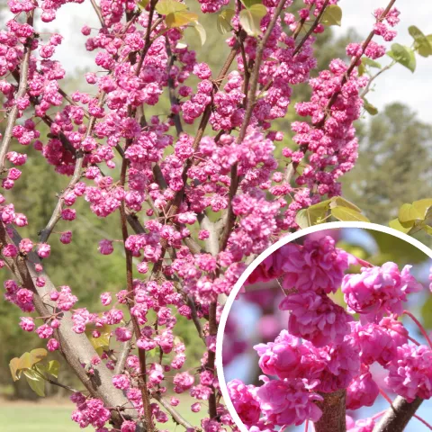 Cercis canadensis 'Pink Pom Poms' ®