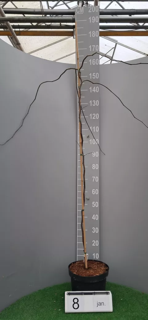 Cercis canadensis 'Ruby Falls' ®