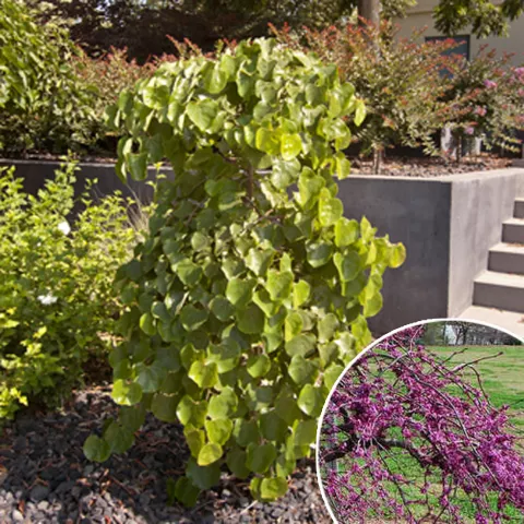 Cercis canadensis 'Traveller'