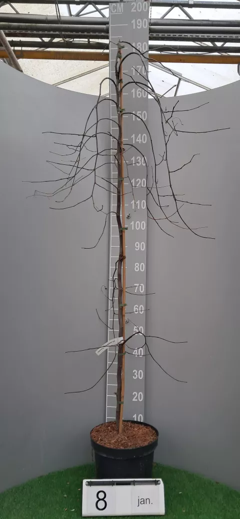 Cercis canadensis 'Traveller'