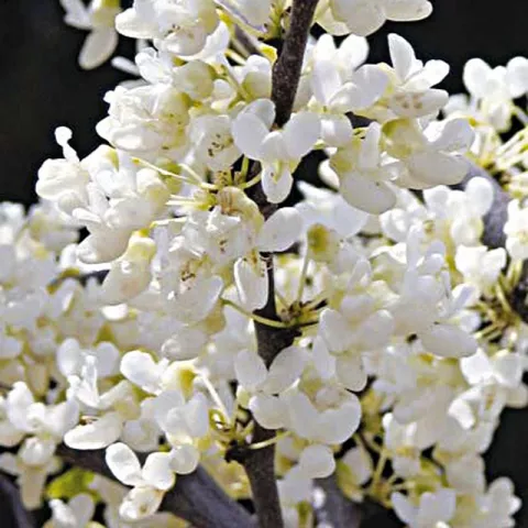 Cercis canadensis 'Texas White'