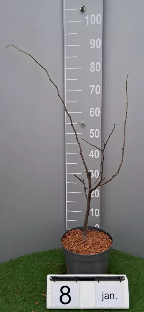 Cercis canadensis 'Texas White'