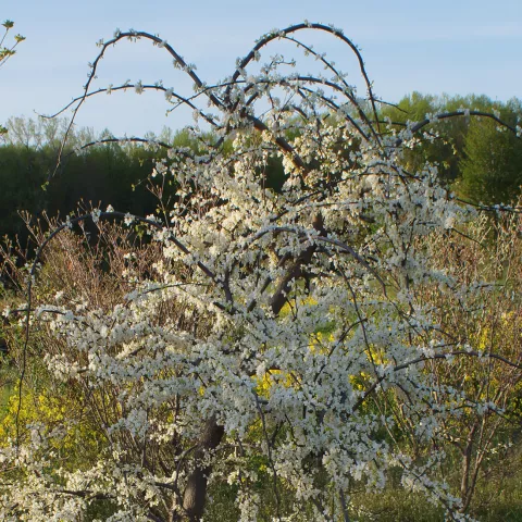 Cercis canadensis 'Vanilla Twist'
