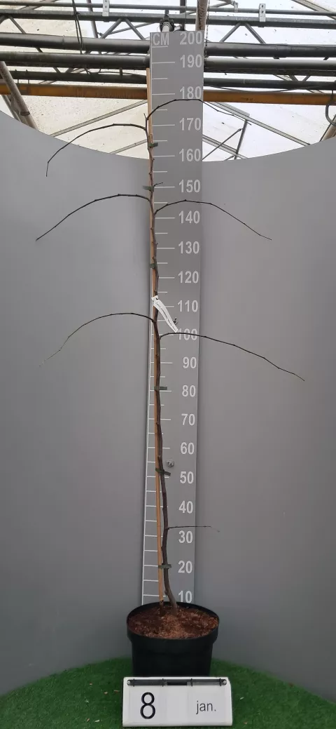 Cercis canadensis 'Vanilla Twist'