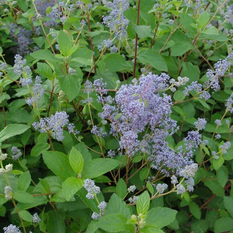 Ceanothus del.(x)'Gloire de Versailles)
