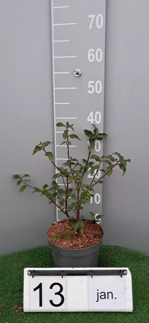 Ceanothus del.(x)'Gloire de Versailles)