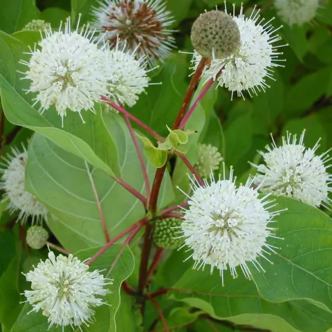 Cephalanthus occidentalis