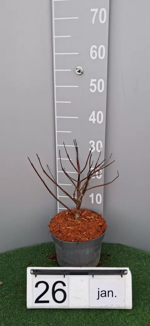 Cephalanthus occidentalis