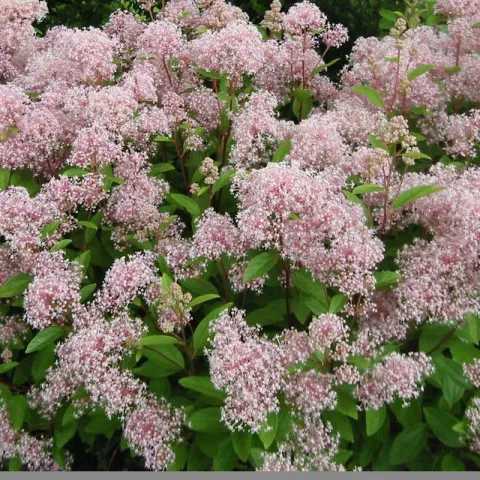 Ceanothus pal.(x)'Marie Simon'