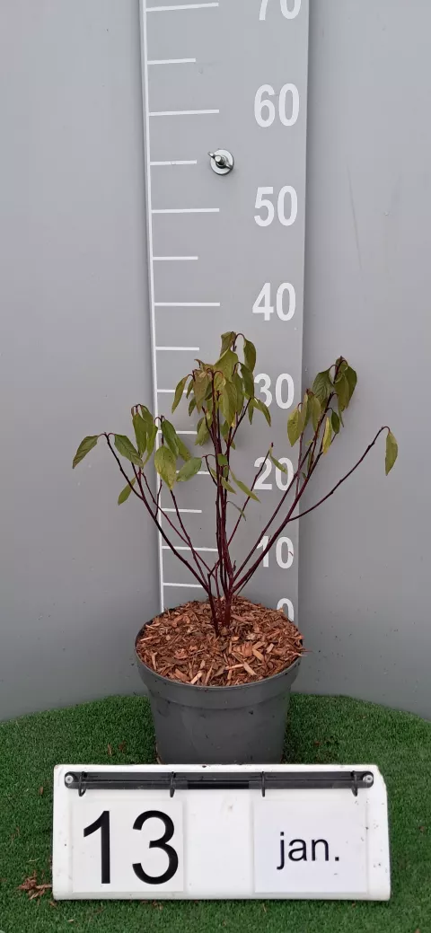 Ceanothus pal.(x)'Marie Simon'