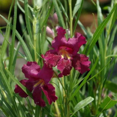 Chilopsis linearis 'Burgundy'