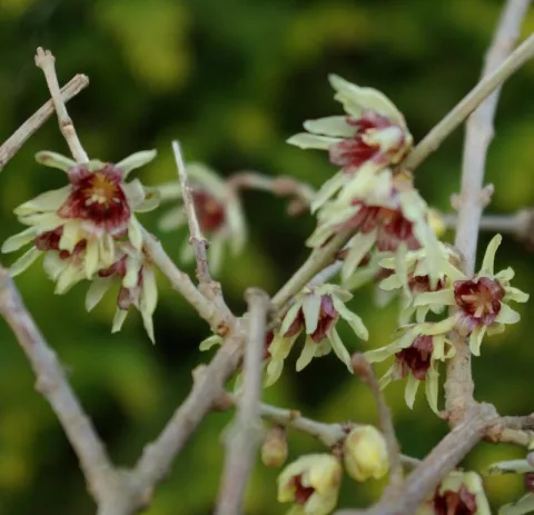Chimonanthus praecox