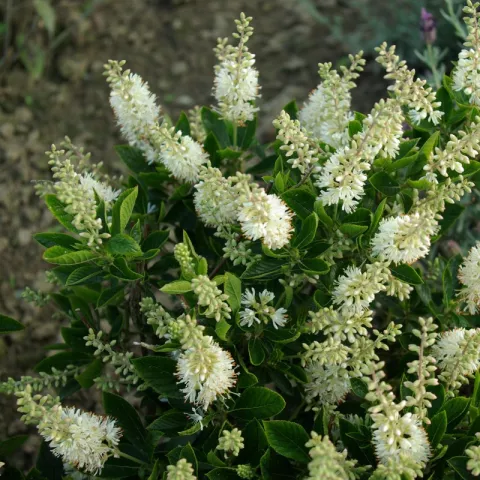 Clethra alnifolia 'Hummingbird'