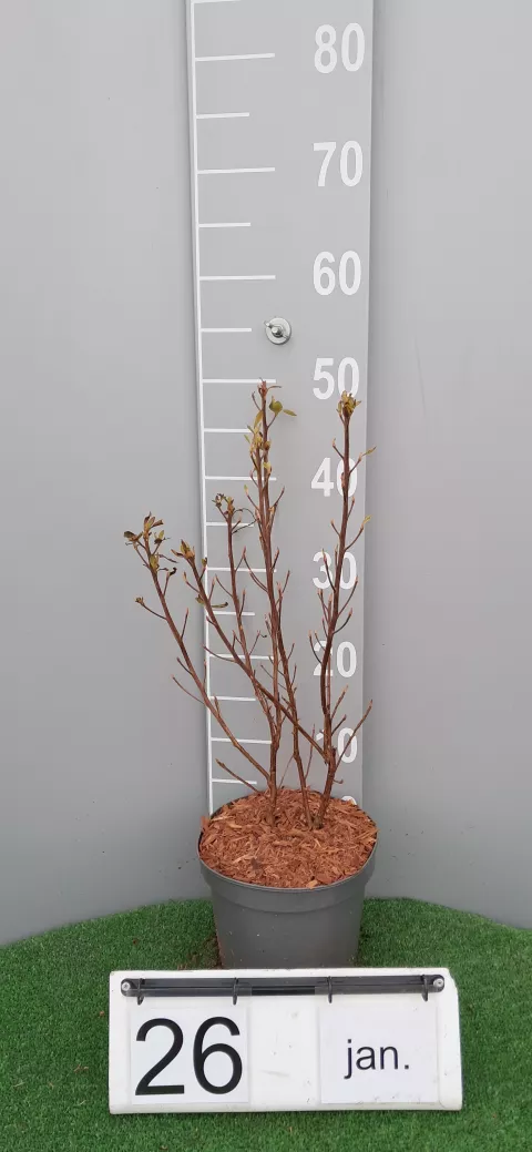 Clethra alnifolia 'Hummingbird'