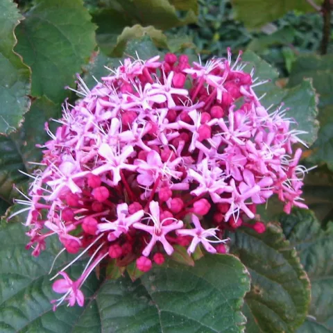Clerodendrum bungei