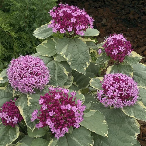 Clerodendrum bungei 'Pink Diamond'(R)