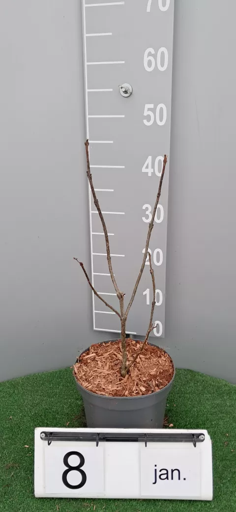 Clerodendrum bungei 'Pink Diamond'(R)