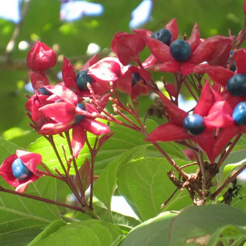 Clerodendrum trichotomum fargesii