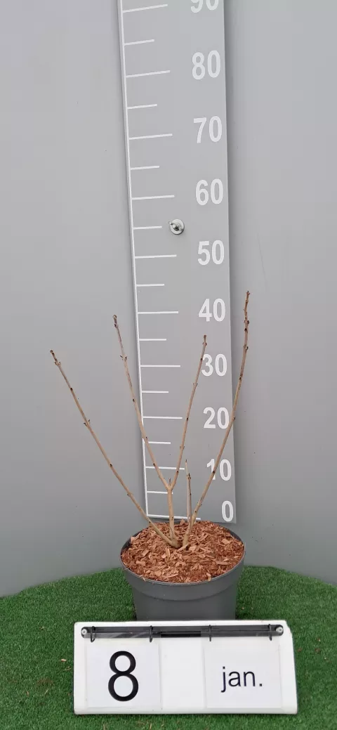 Clerodendrum trichotomum fargesii