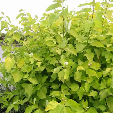 Cornus alba 'Aurea'