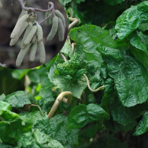 Corylus avellana 'Contorta' (op avellana)