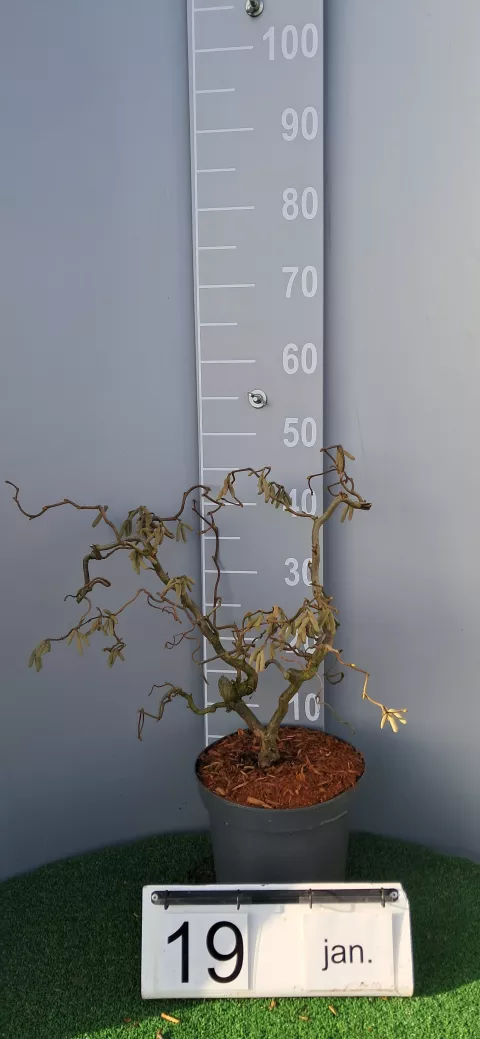 Corylus avellana 'Contorta' (op avellana)