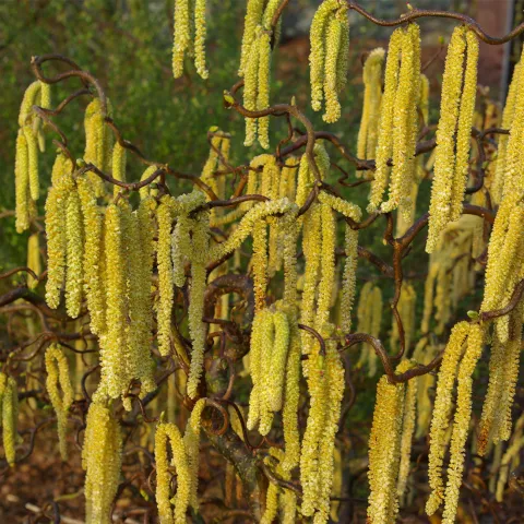 Corylus avellana 'Contorta' (op colurna)