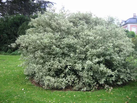 Cornus alba 'Elegantissima'