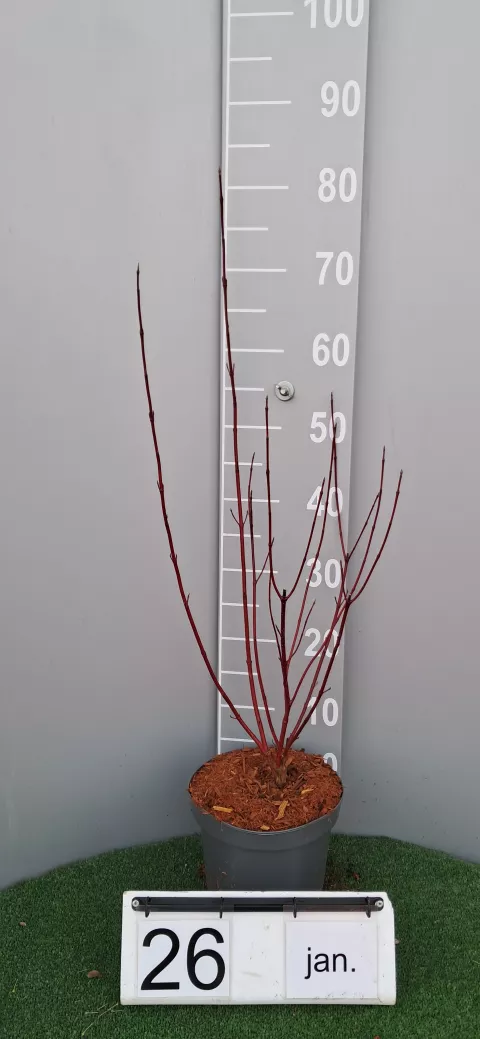 Cornus alba 'Elegantissima'