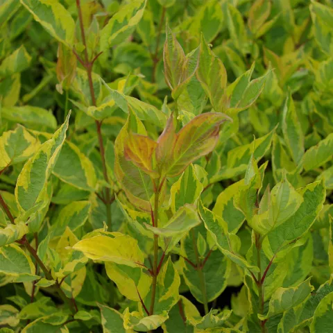 Cornus alba 'Gouchaultii'