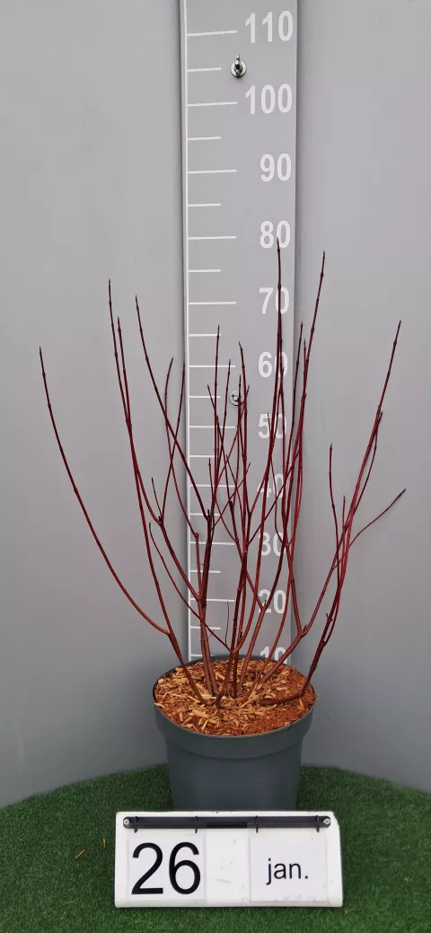 Cornus alba 'Gouchaultii'