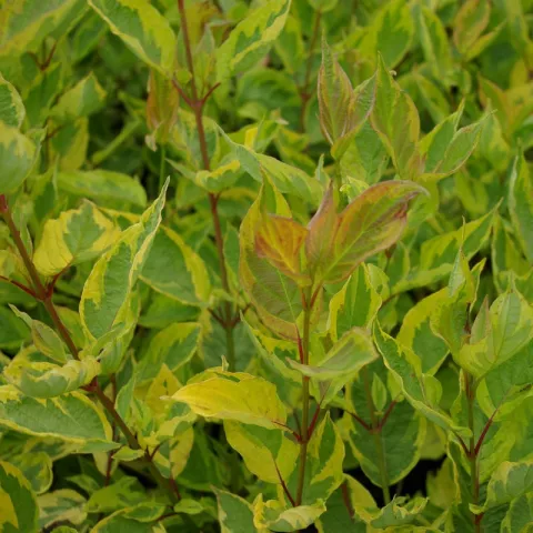 Cornus alba 'Gouchaultii'