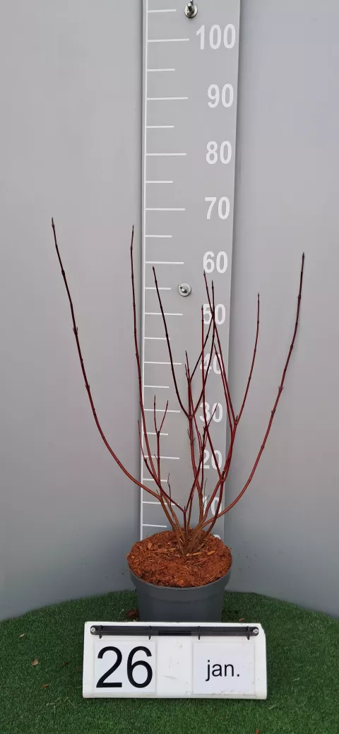 Cornus alba 'Gouchaultii'