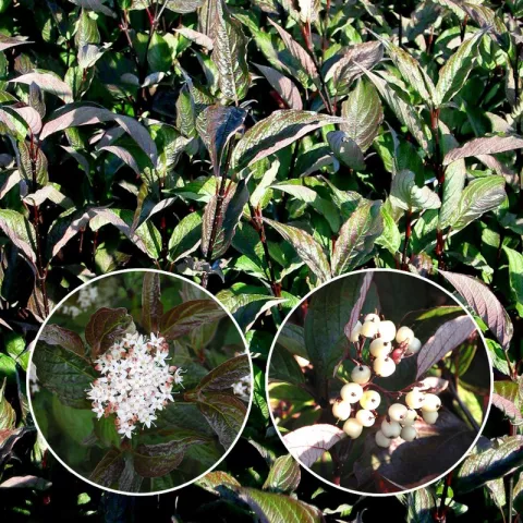 Cornus alba 'Kesselringii'