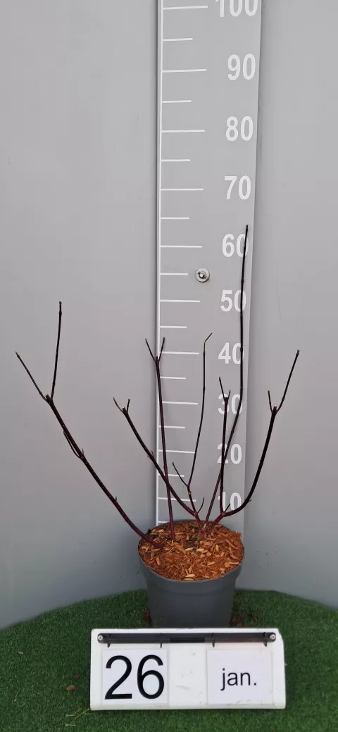 Cornus alba 'Kesselringii'