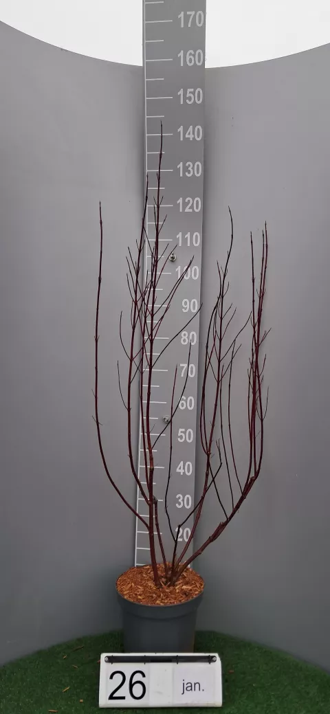 Cornus alba 'Miracle'®