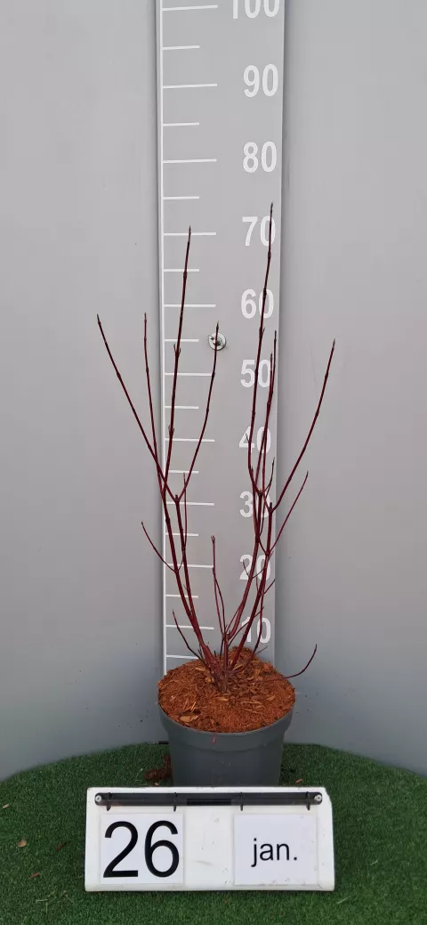 Cornus alba 'Miracle'®