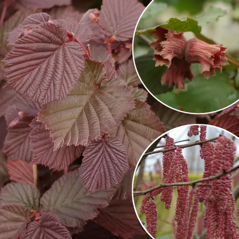 Corylus avellana 'Rouge de  Zeller'