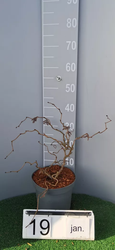 Corylus avellana 'Red Majestic'(R)
