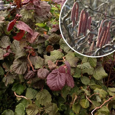 Corylus avellana 'Red Majestic'(R)