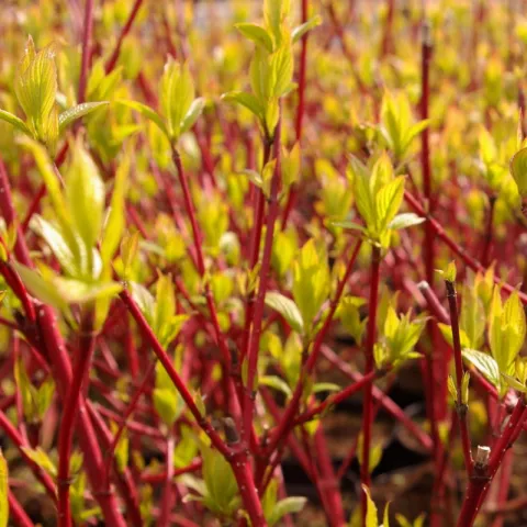 Cornus alba 'Sibirica'