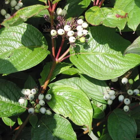 Cornus alba 'Siberian Pearls'