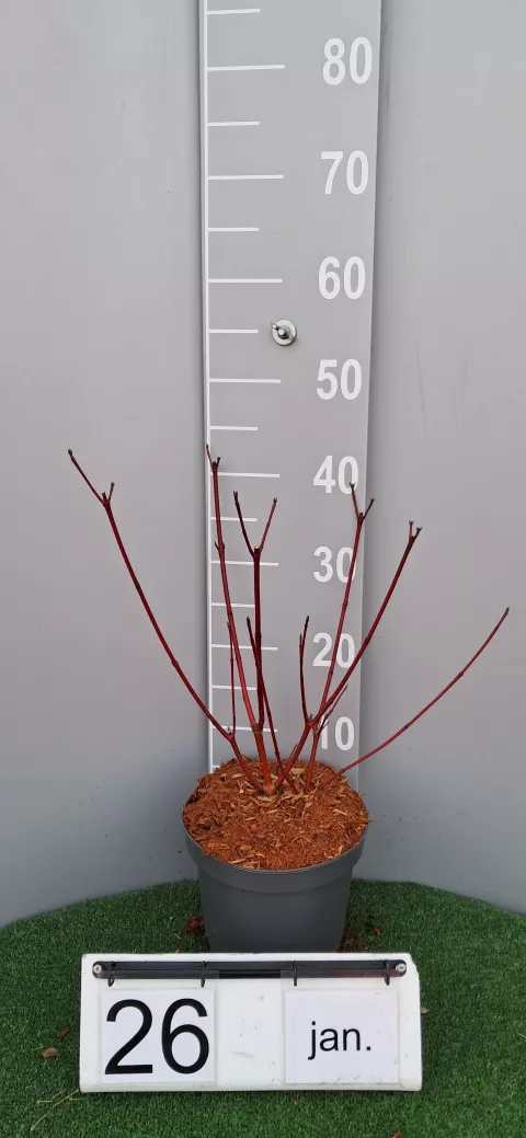 Cornus alba 'Siberian Pearls'