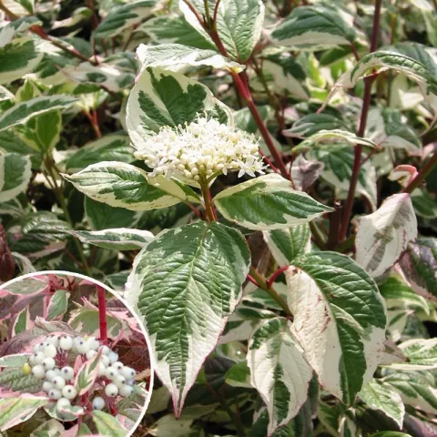 Cornus alba 'Sibirica Variegata'