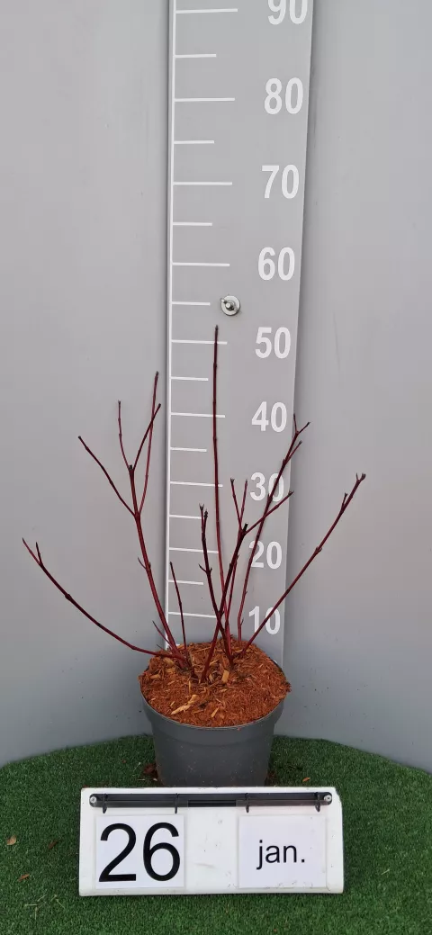 Cornus alba 'Sibirica Variegata'